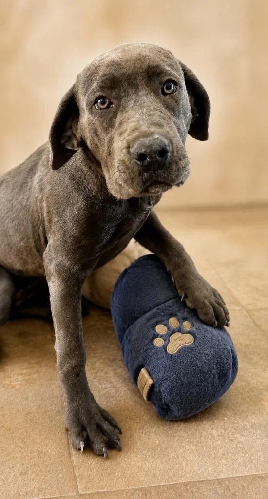A baby medium-sized female Cane Corso dog named Itty for adoption in Cottonwood, AZ