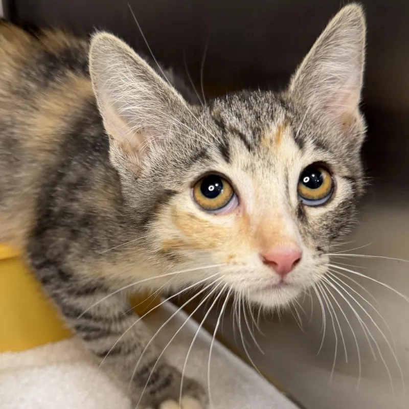 A baby small-sized female Domestic Short Hair cat named Zero for adoption in Los Angeles, CA