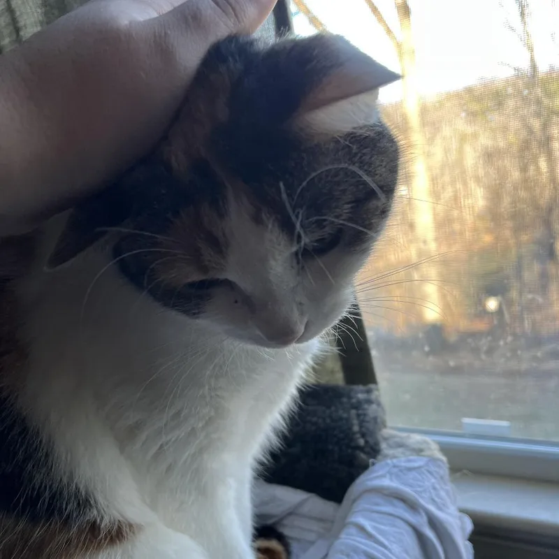 An adult medium-sized female Calico Domestic Short Hair cat named Autumn for adoption in Charlottesville, VA