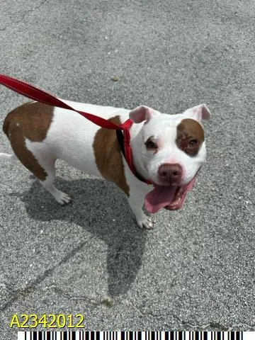 A young large-sized female Mixed Breed dog named Ivy for adoption in West Palm Beach, FL