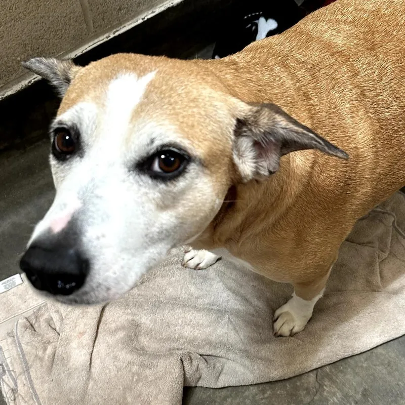 An adult large-sized female Yellow / Tan / Blond / Fawn Mixed Breed dog named IEPAStray_ for adoption in Upland, CA