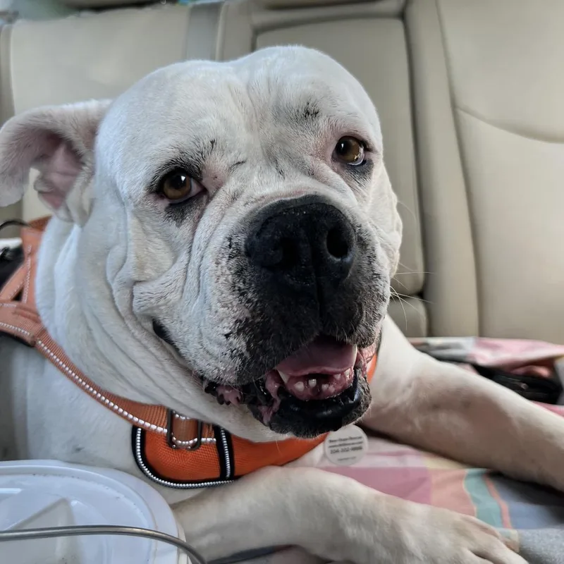 An adult large-sized female White / Cream American Bulldog dog named LuLu for adoption in Opelika, AL