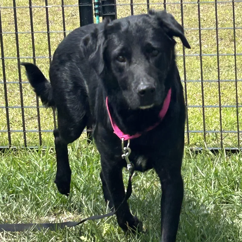 An adult medium-sized female Black Labrador Retriever dog named Nova for adoption in Calabash, NC