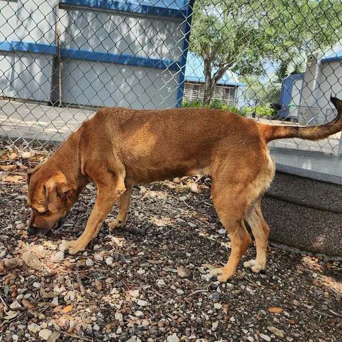 A senior medium-sized female Labrador Retriever dog named Piper Scout for adoption in Corpus Christi, TX