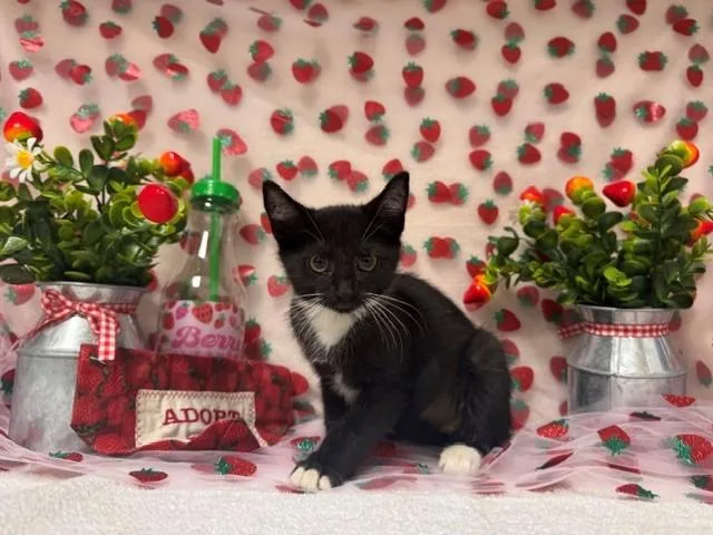 A baby small-sized female Domestic Short Hair cat named Kylian for adoption in Fairfield, CA