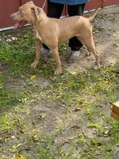 An adult medium-sized female Brown / Chocolate American Staffordshire Terrier dog named Laura for adoption in Denison, TX