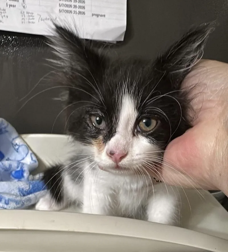 A baby medium-sized male Domestic Medium Hair cat named Sole for adoption in Bolivar, MO