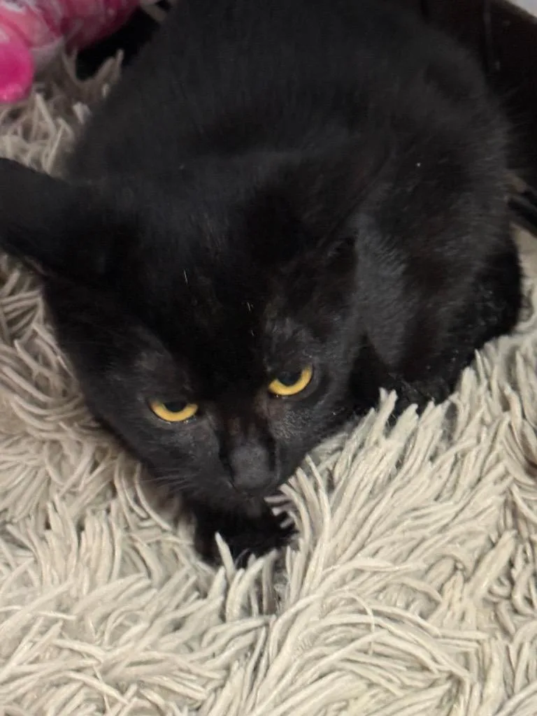 A baby small-sized female Domestic Short Hair cat named Jagger for adoption in Saint Francisville, LA