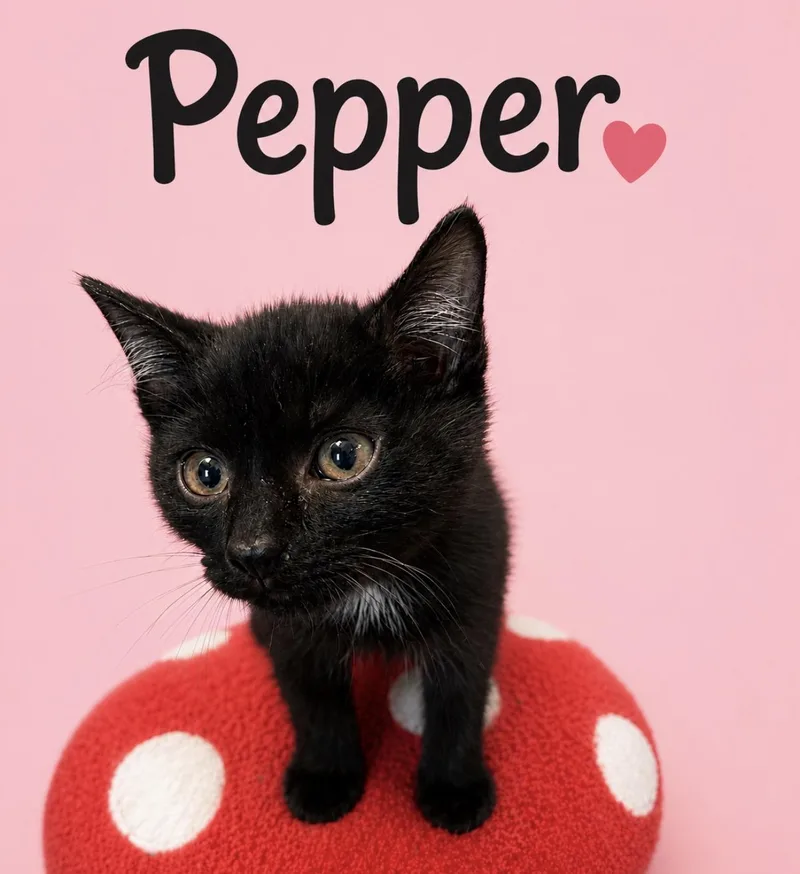 A young medium-sized female Domestic Short Hair cat named Pepper for adoption in Gainesville, GA