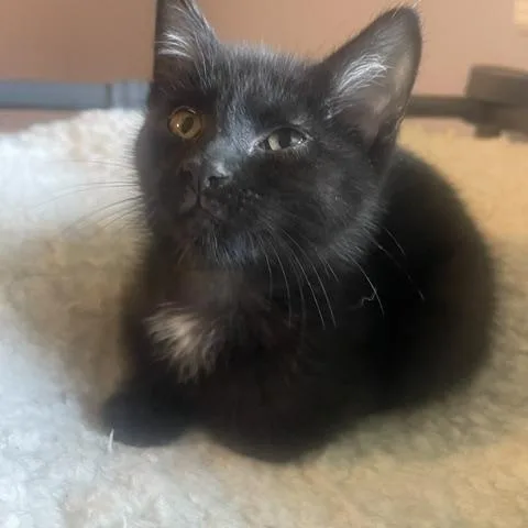 Pepper thumbnail 4