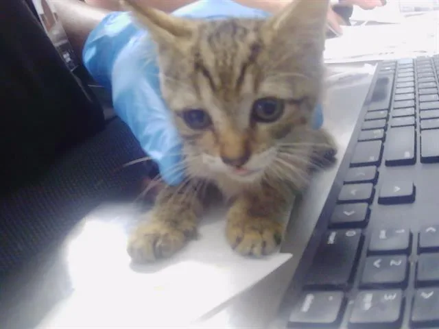 A baby small-sized male Domestic Short Hair cat named Calvin for adoption in Charlotte, NC