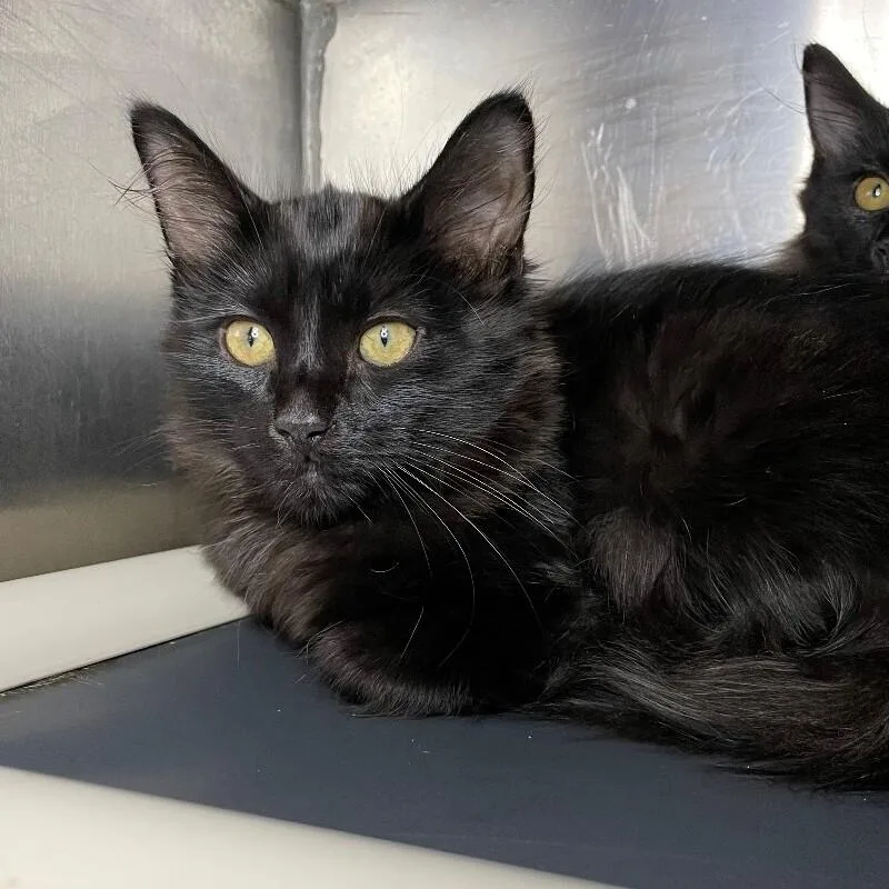 A young medium-sized female Domestic Long Hair cat named Stormy for adoption in Roanoke, VA