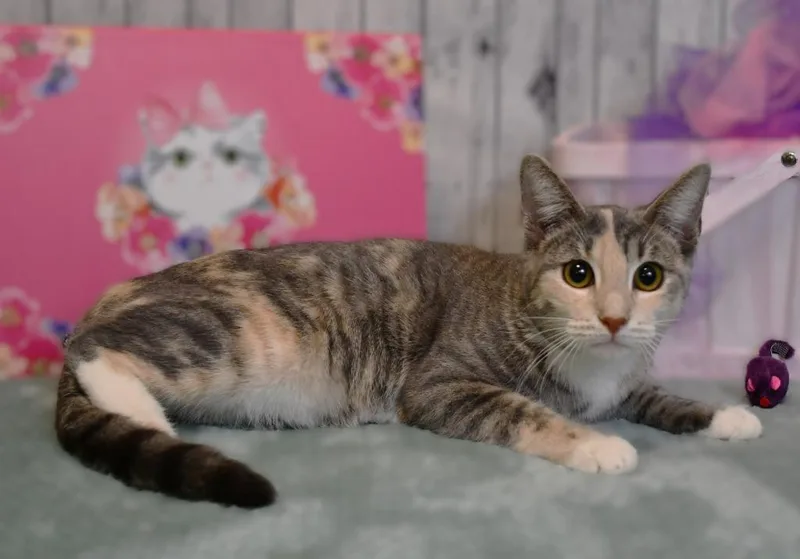 A young medium-sized female Domestic Short Hair cat named Vera for adoption in Roanoke, TX