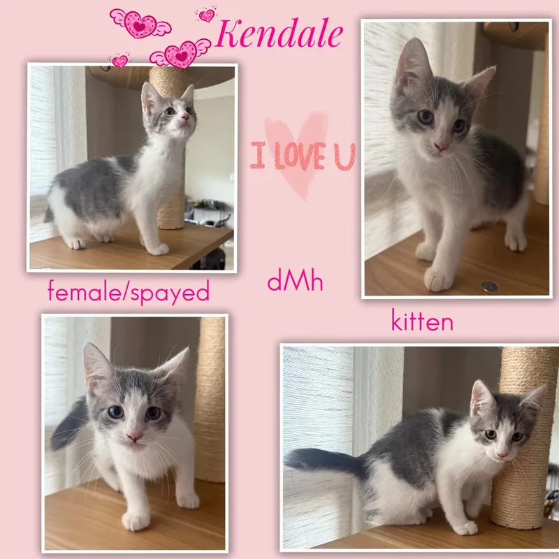Kendale ORT thumbnail 2