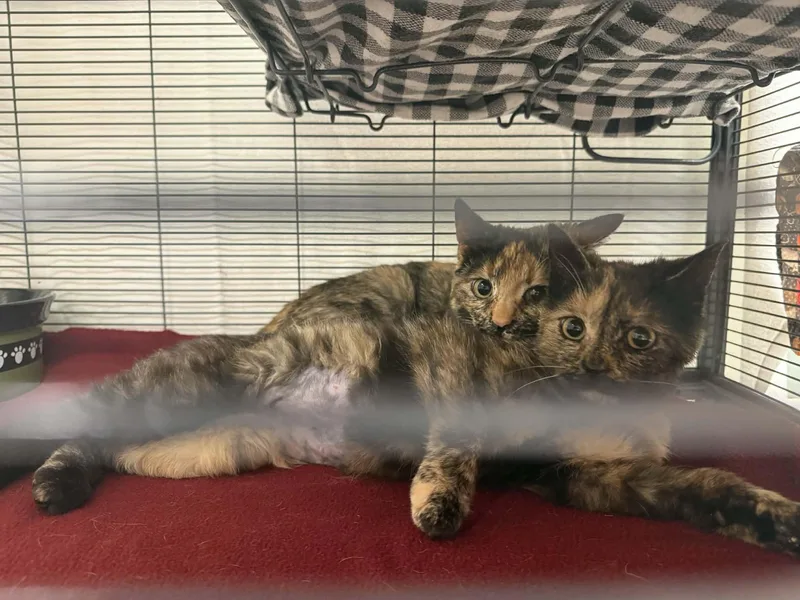 Ricotta & Burrata thumbnail 2