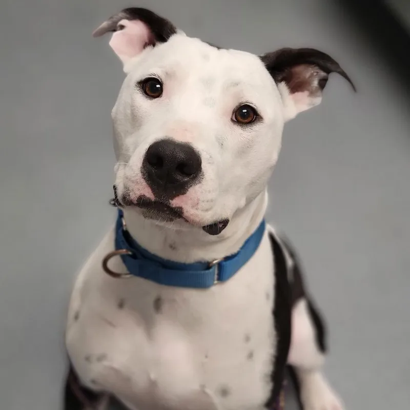 A young medium-sized female White / Cream Mixed Breed dog named Mildred for adoption in Sarasota, FL