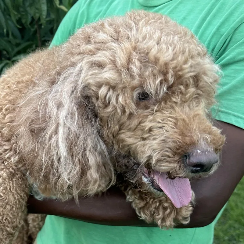Ginger  Local July thumbnail 5