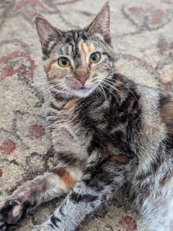 An adult medium-sized female Domestic Short Hair cat named Cupcake for adoption in Niles, MI