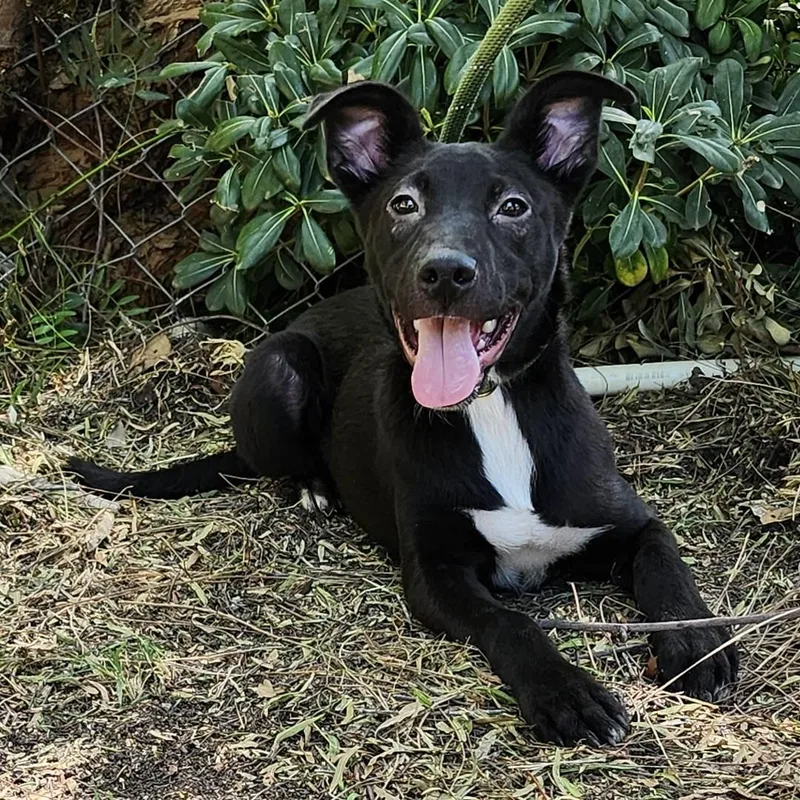 Smoochy Poo thumbnail 2