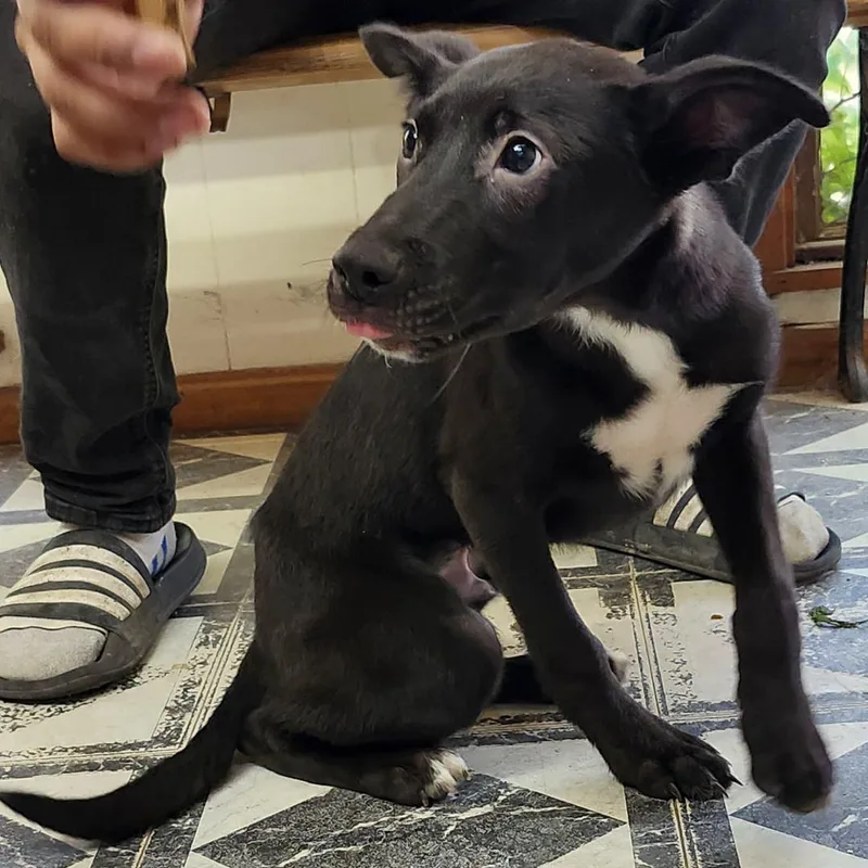 Smoochy Poo thumbnail 3