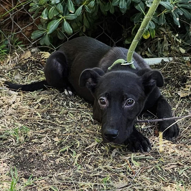 Smoochy Poo thumbnail 4