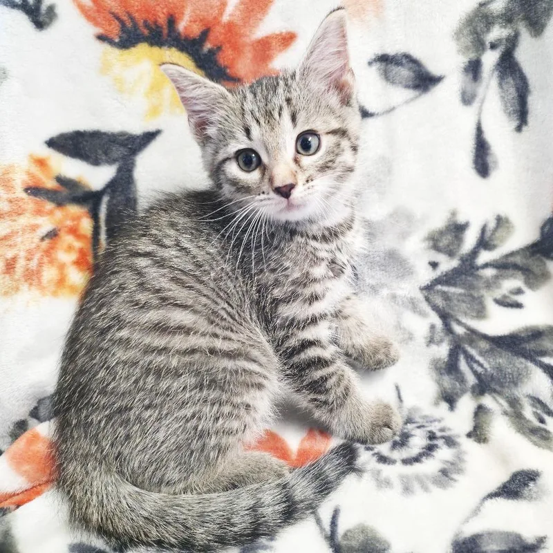 Pippin