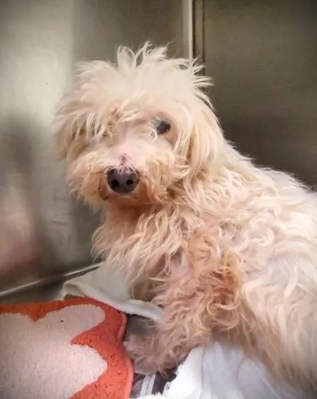 A senior medium-sized male Maltese dog named Andrew for adoption in Los Angeles, CA