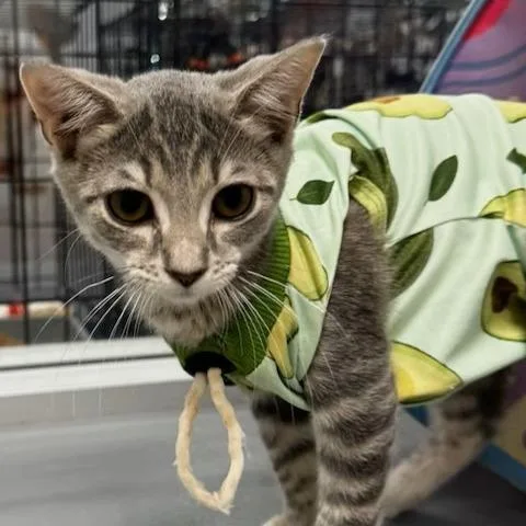 A baby small-sized female Domestic Short Hair cat named Sterling for adoption in Woodstock, GA