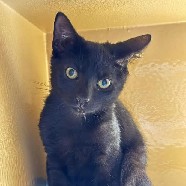 A young medium-sized male Domestic Short Hair cat named Jasper for adoption in Fishkill, NY