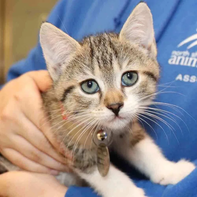 A baby small-sized female Domestic Short Hair cat named Galaxy for adoption in Port Washington, NY