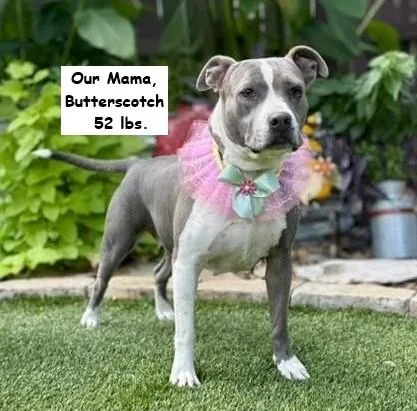 A baby medium-sized male Pit Bull Terrier dog named Doodle for adoption in Southport, CT