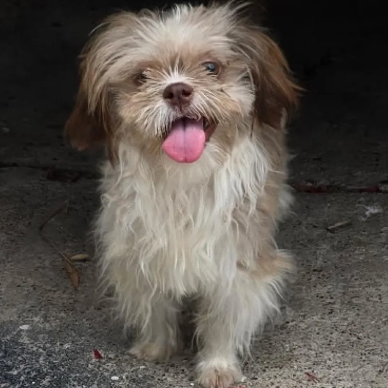 A young small-sized male Apricot / Beige Shih Tzu dog named Toby for adoption in West Islip, NY