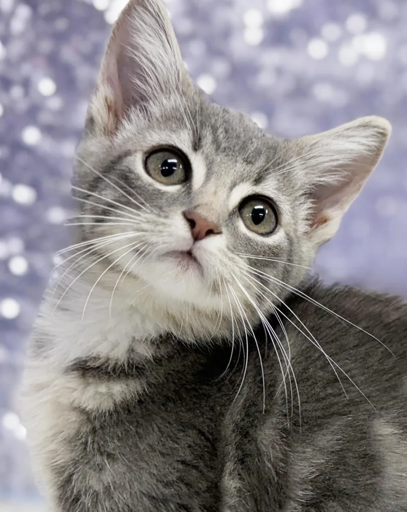A baby small-sized male Gray / Blue / Silver Silver cat named Chase is a smushy for adoption in Bedford Hills, NY