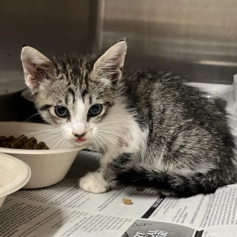 A baby small-sized male Gray / Blue / Silver Domestic Short Hair cat named Vader for adoption in Pauls Valley, OK