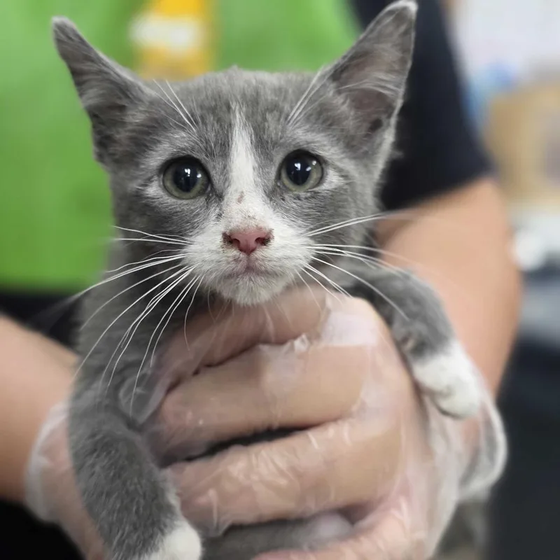 A baby small-sized male Gray / Blue / Silver Domestic Short Hair cat named Harry Meet me at for adoption in Buffalo, MN