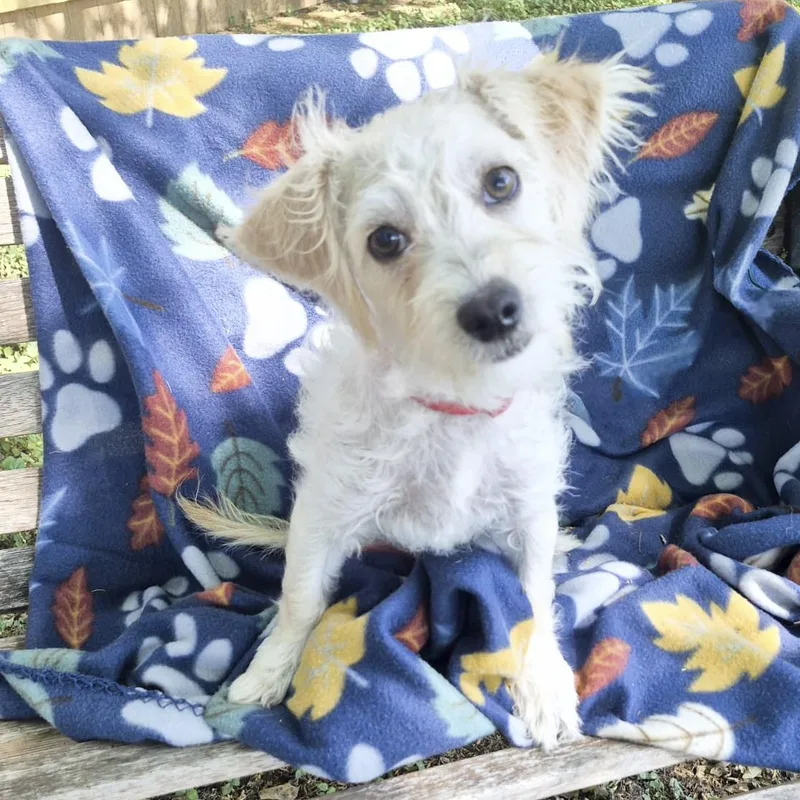 A baby small-sized male White / Cream Maltese dog named Linus for adoption in Southport, CT