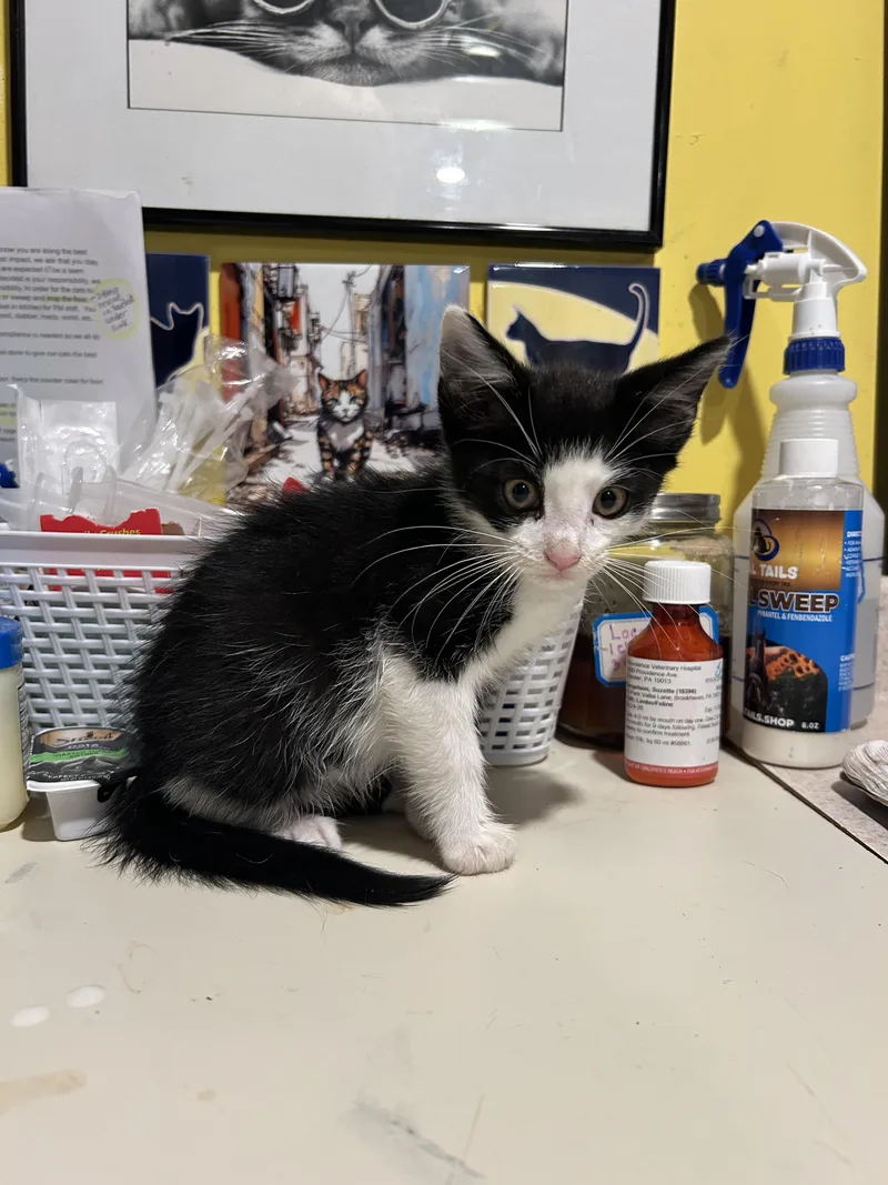 A baby small-sized male Domestic Medium Hair cat named Cujo for adoption in Havertown, PA