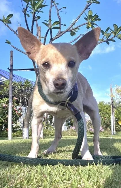 A senior small-sized male Chihuahua dog named Peanut Butter Boy for adoption in Honolulu, HI