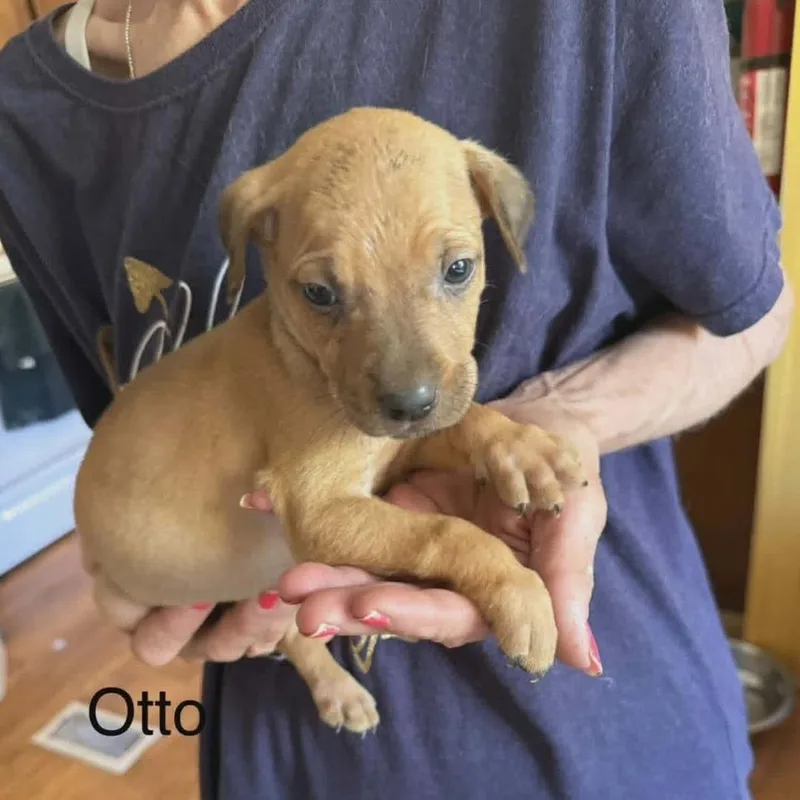 A baby large-sized male Yellow / Tan / Blond / Fawn Labrador Retriever dog named Otto for adoption in Alexandria, VA