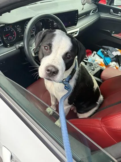 An adult large-sized female Mixed Breed dog named Riverdale for adoption in Atlanta, GA