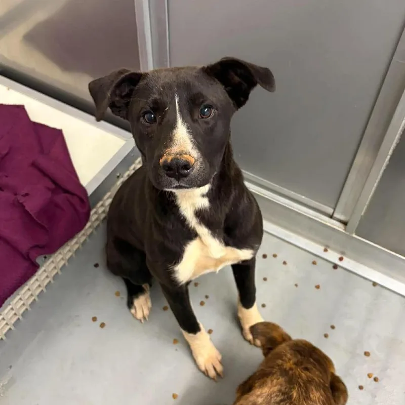 A young medium-sized female Black Labrador Retriever dog named Ameila for adoption in Rocky Mount, VA