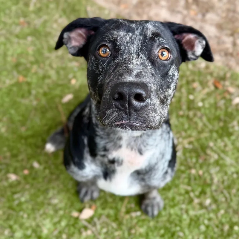 An adult medium-sized female Black Mixed Breed dog named India for adoption in Pensacola, FL