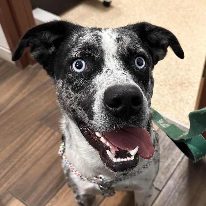 Opie