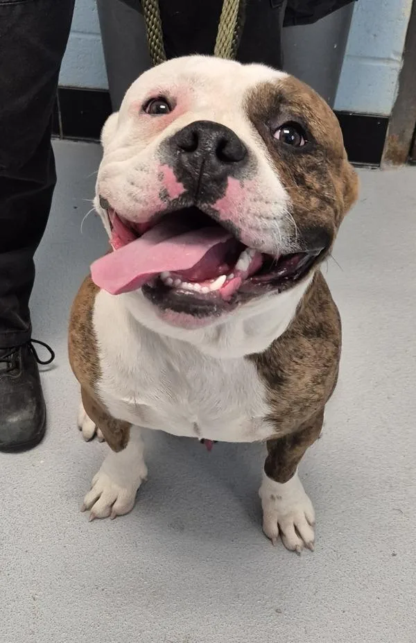 An adult medium-sized male American Bulldog dog named Ic Jax for adoption in Lawrenceville, GA
