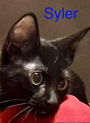 A baby medium-sized male Black Domestic Short Hair cat named Syler for adoption in Glendale, AZ