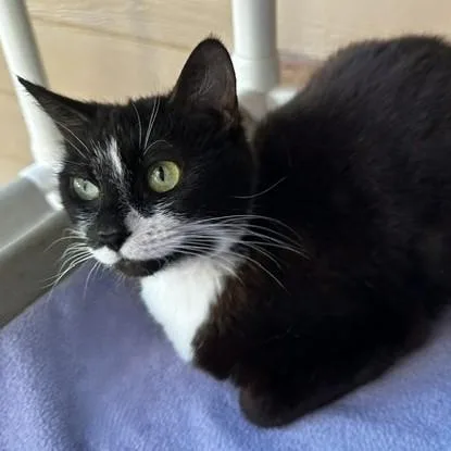 An adult medium-sized female Black & White / Tuxedo Tuxedo cat named Maddy Quiet and for adoption in Hoquiam, WA