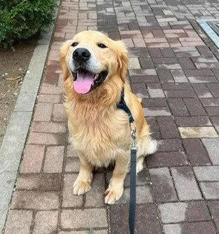 A young large-sized male Golden Retriever dog named Hodong for adoption in Agoura Hills, CA