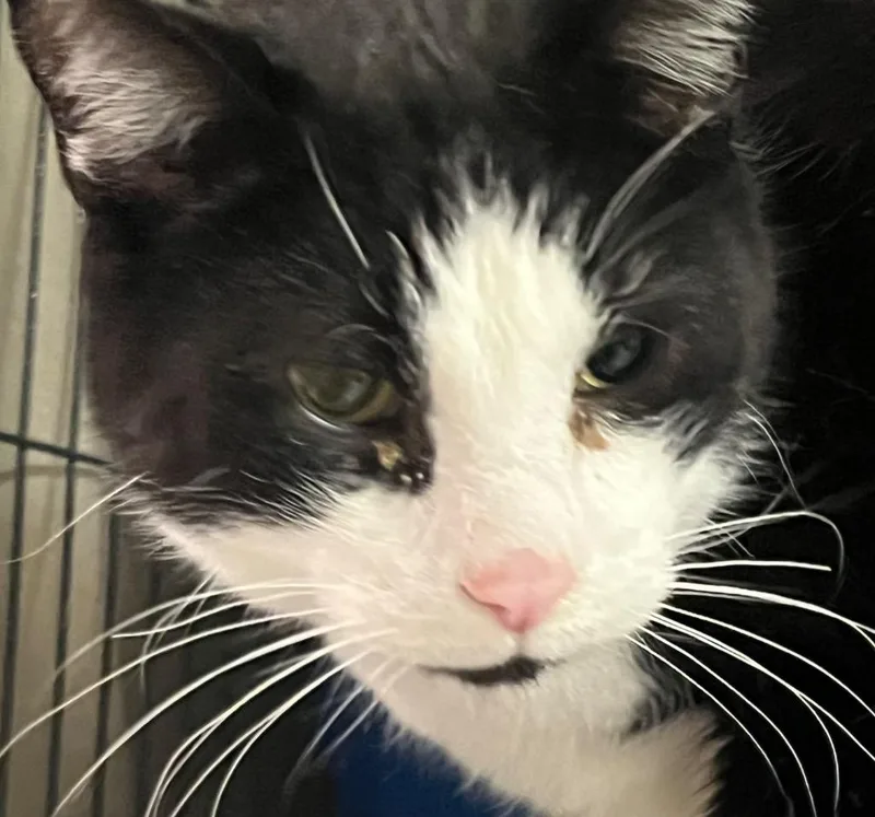 A senior medium-sized male Domestic Short Hair cat named Maxwell for adoption in Saginaw, MI