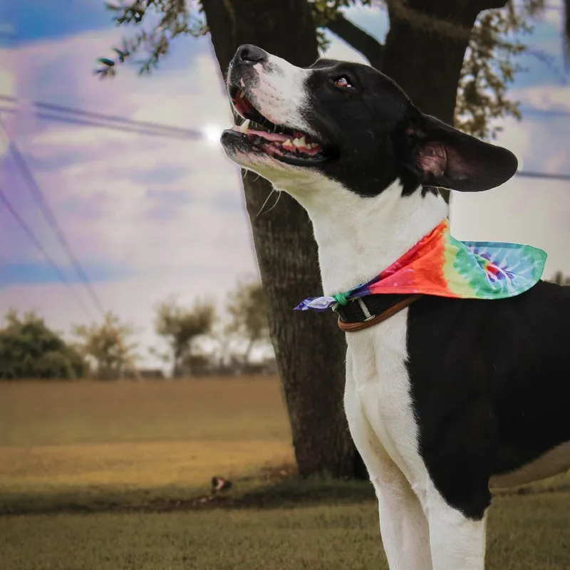 An adult medium-sized male Black Mixed Breed dog named Apollo for adoption in Lake Jackson, TX
