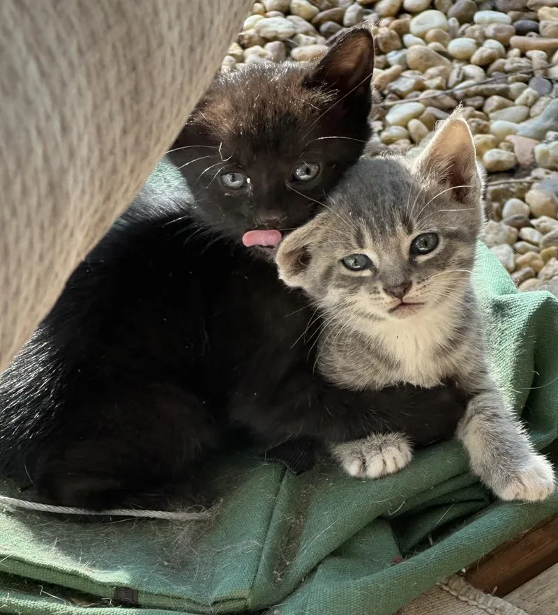 A baby medium-sized male Gray & White Domestic Short Hair cat named Baloo for adoption in Salisbury, NC